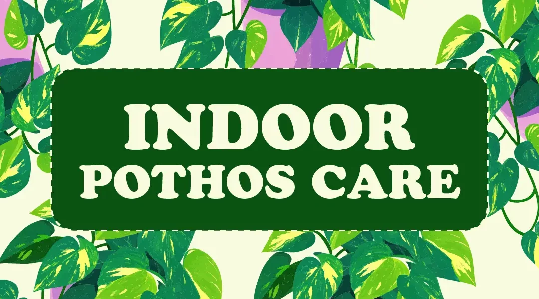 The Ultimate Guide to Indoor Pothos Plant Care