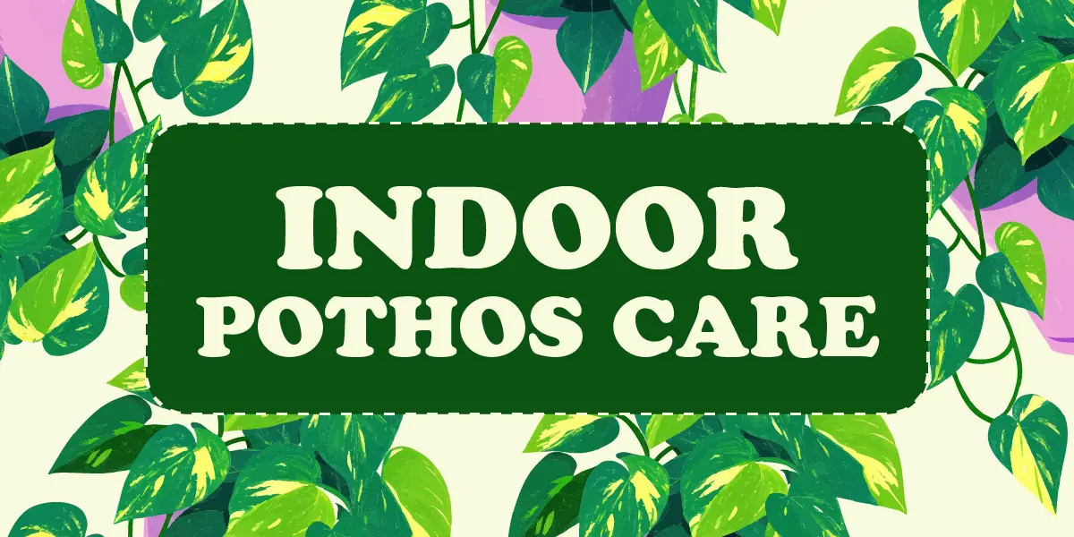 Indoor Pothos Plant Care