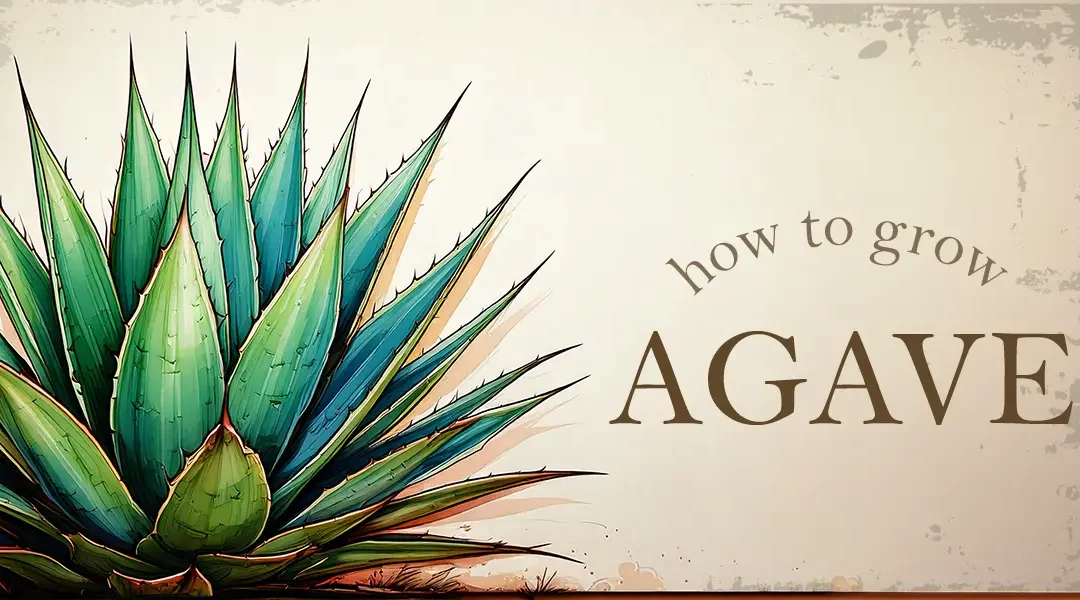 Agave Plant Care for Your Drought-Tolerant Landscape