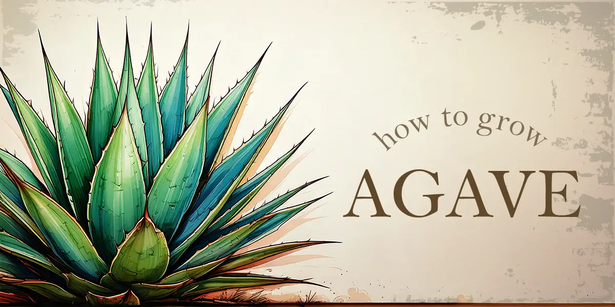 How to Grow Agave