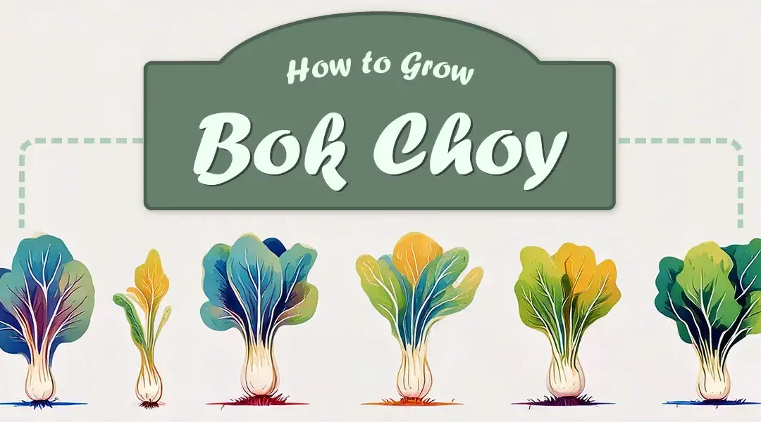 How to Grow Bok Choy for Fabulous Stir-Fries