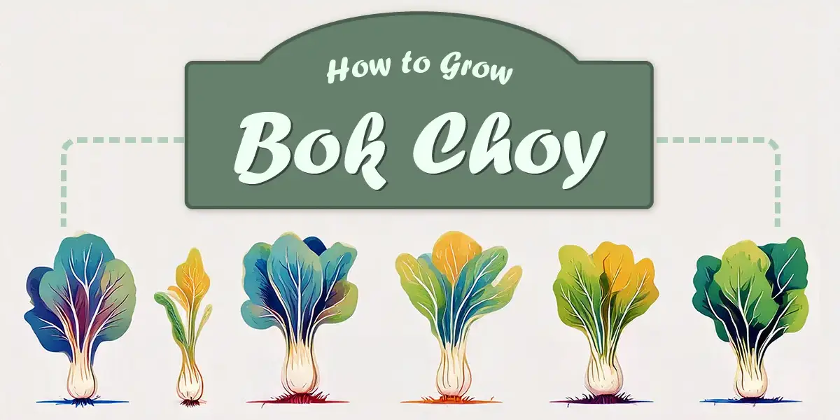 How to Grow Bok Choy