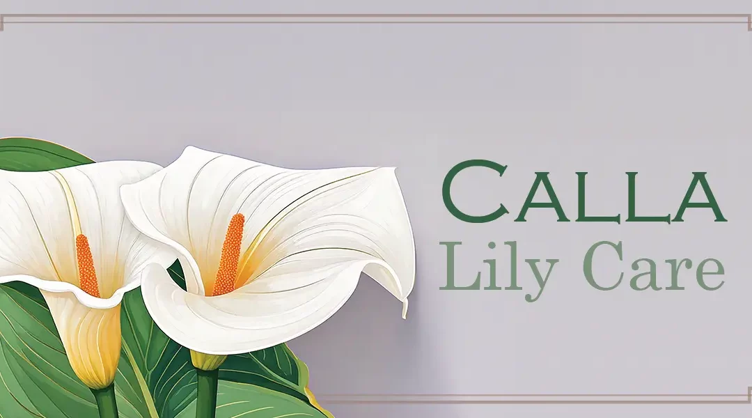 A Complete Guide to Indoor & Outdoor Calla Lily Care