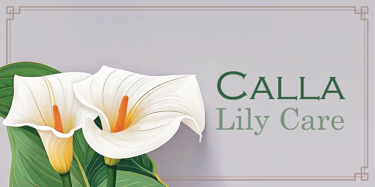 Calla Lily Care