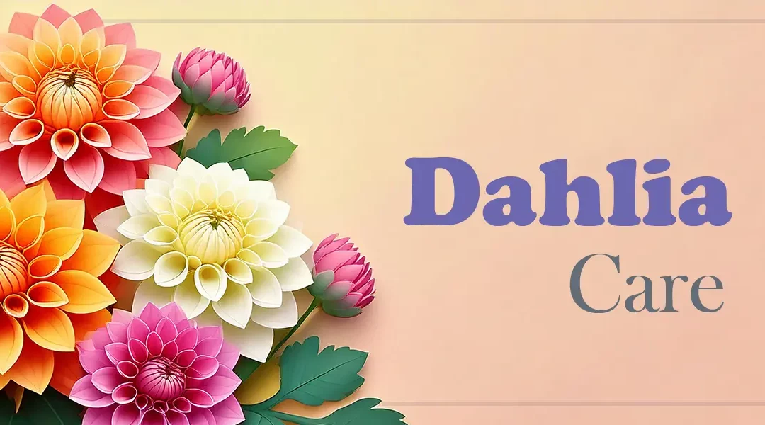 Dahlia Care for LA Gardeners (& Beyond)