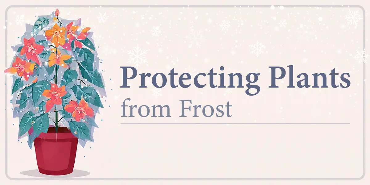 Protecting Plants from Frost