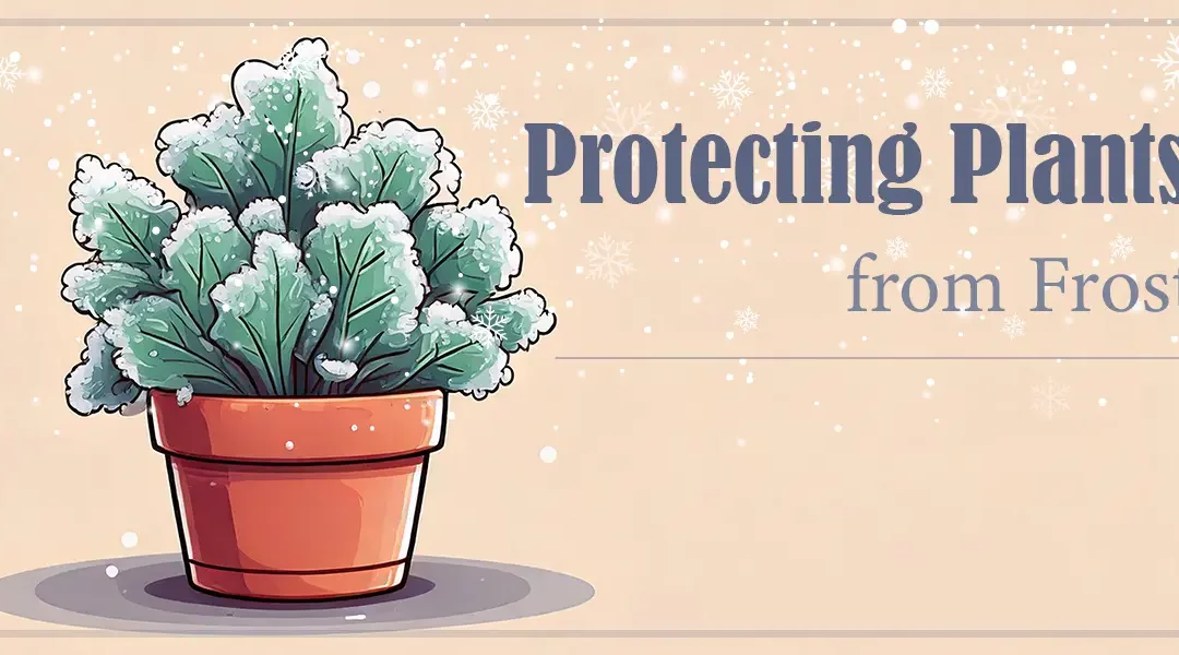 Cold Snap in LA? How to Protect Your Plants from Frost