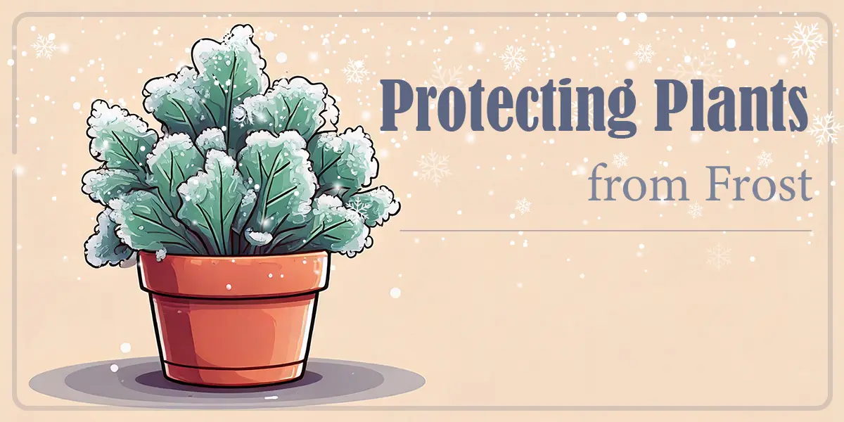 Protecting Plants from Frost