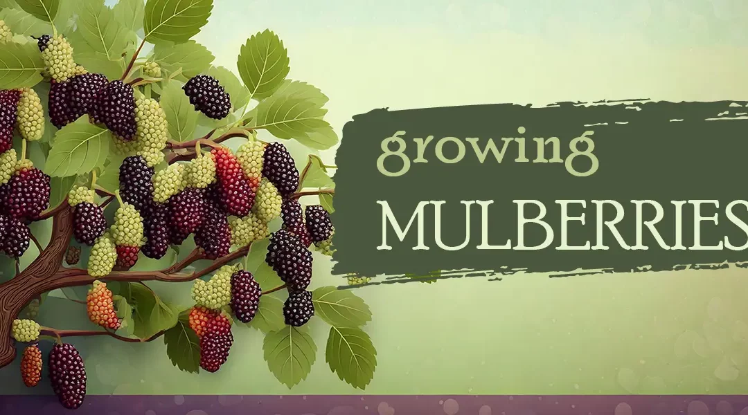 How to Grow Mulberry Trees, Bushes (or Whatever)