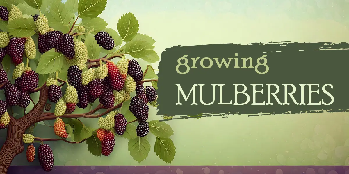 Growing Mulberries