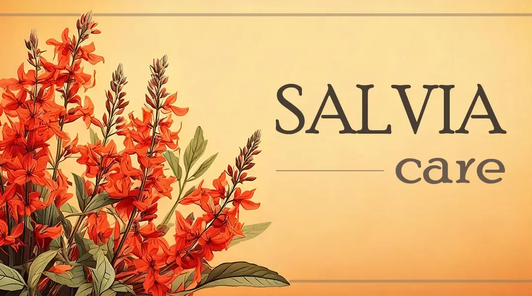 Salvia Care Guide: Tips for Growing & Nurturing the Versatile Plant