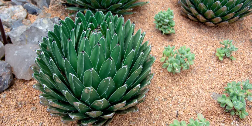 Agave victoriae reginae