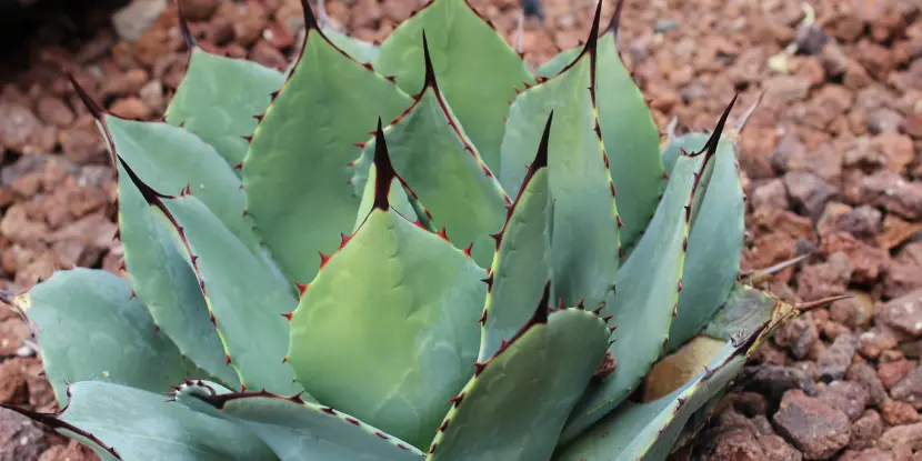 Agave parryi