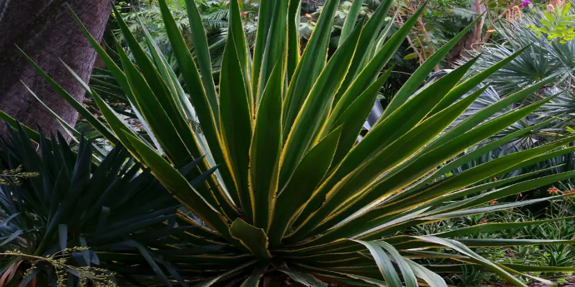 Agave desmettiana in a natural setting