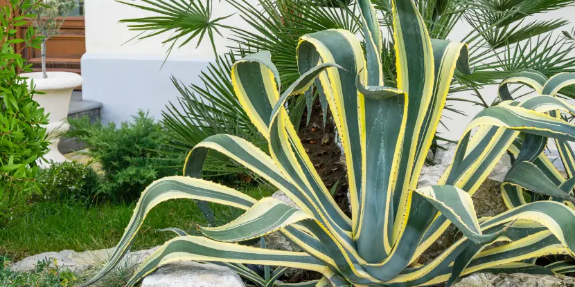 Mature Agave Americana Variegata in a garden