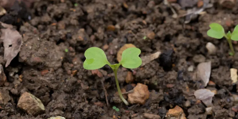 Bok choy seedlings