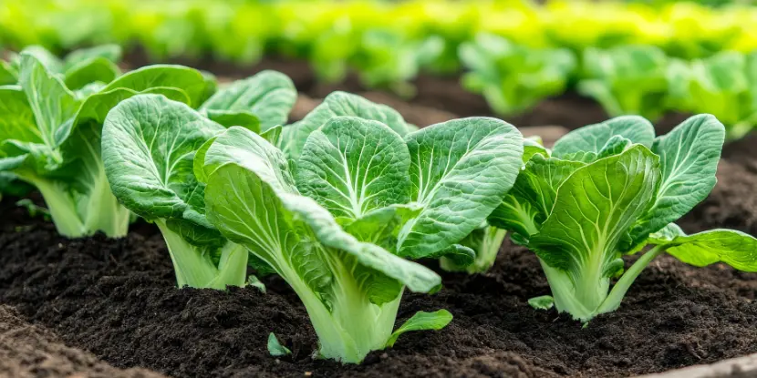 Bok choy plants ready for harvest