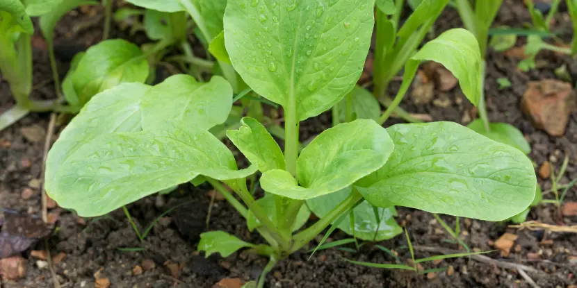 A young bok choy plant in the garden