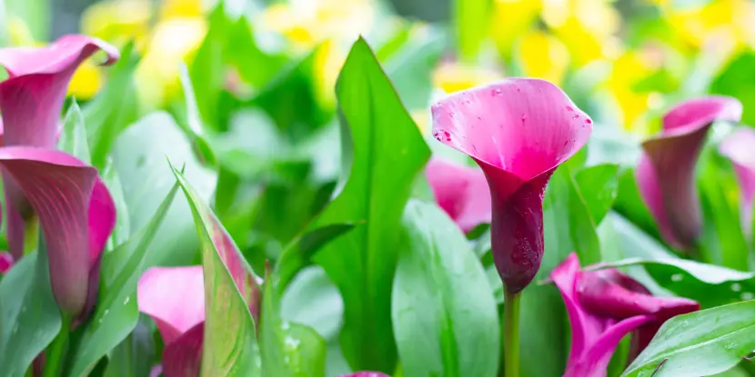 Purple calla lilies in the garden