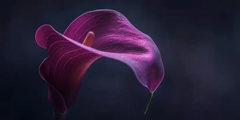 A magnificent purple calla lily bloom