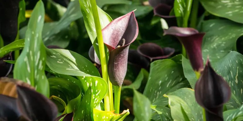 Gorgeous black calla lilies