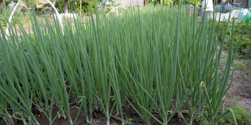 Onions growing in the garden