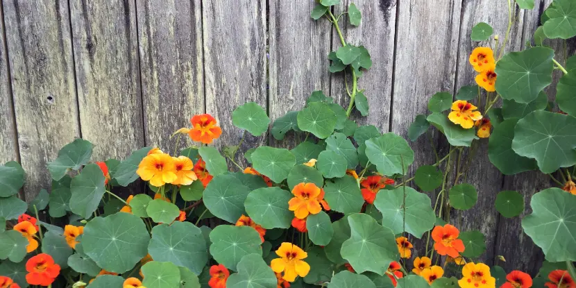 Nasturtiums climbing a fence