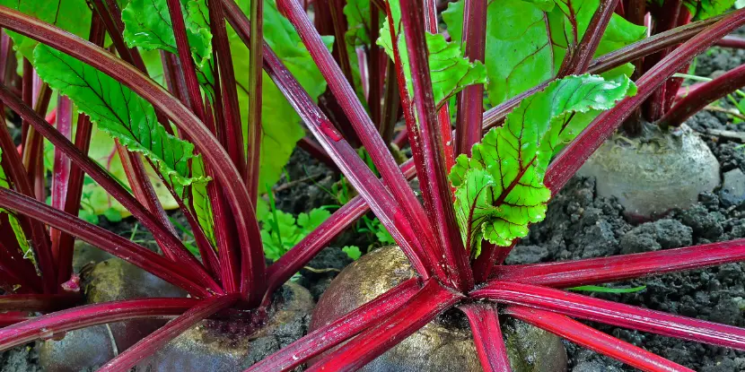 Beets growing in the garden