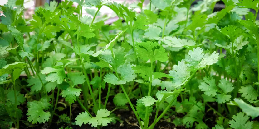 Parsley growing in the garden