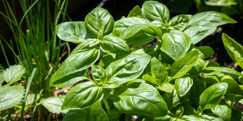 Basil in the garden