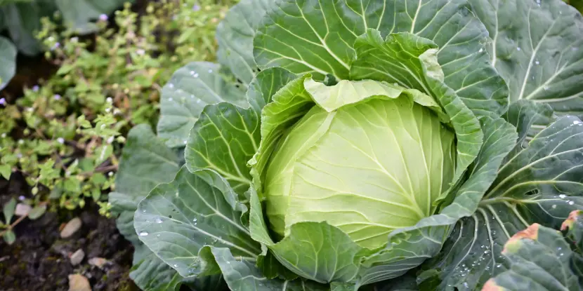 Cabbage head in the garden