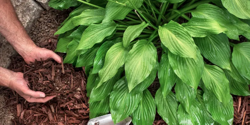 Bark mulch in a garden