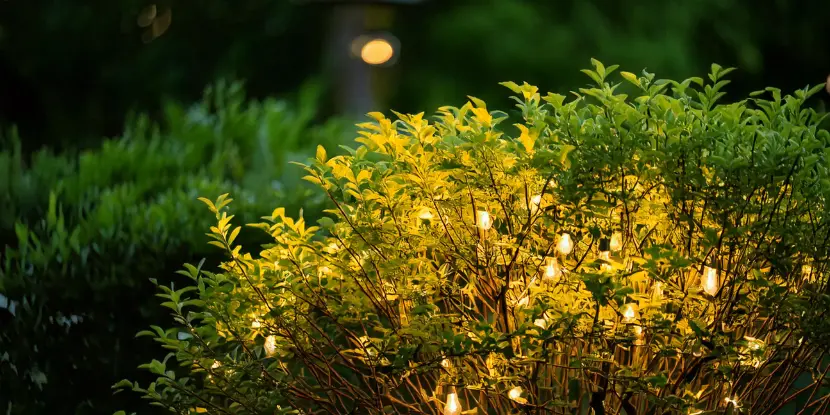 String lights on a shrub