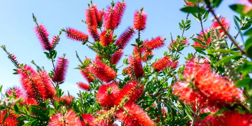 Flowering bottlebrush