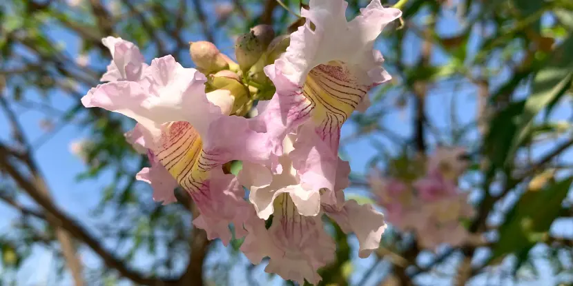 The blossoms of a chitalpa tree