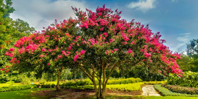 Blooming crape myrtle tree