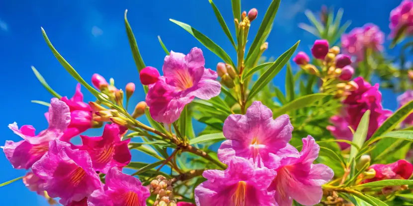 Desert willow flowers