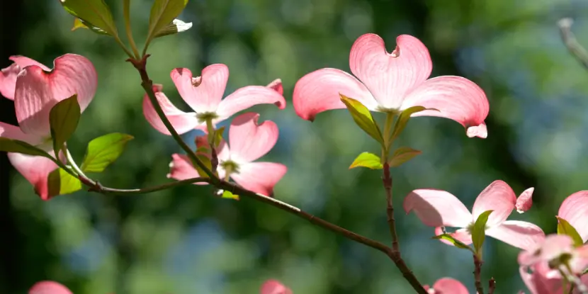 Closeup of dogwood flowers