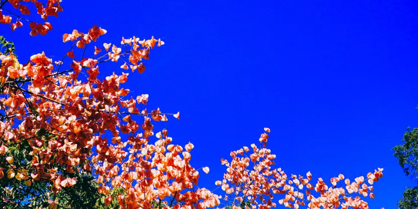 A flowering golden rain tree