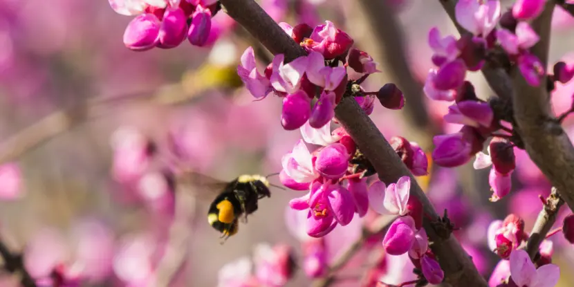 Western Redbud blossoms