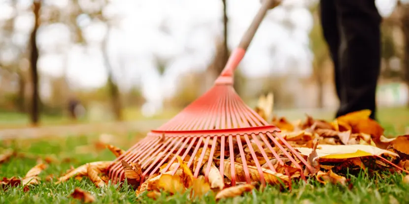 A leaf rake collecting leaves