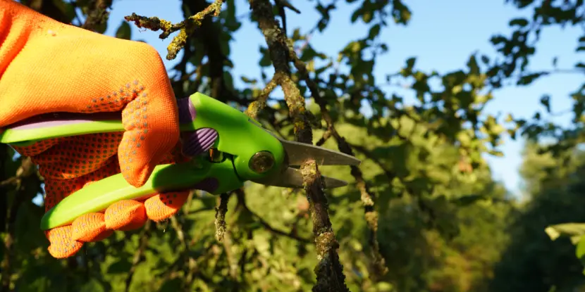 Pruning shears trimming small branches