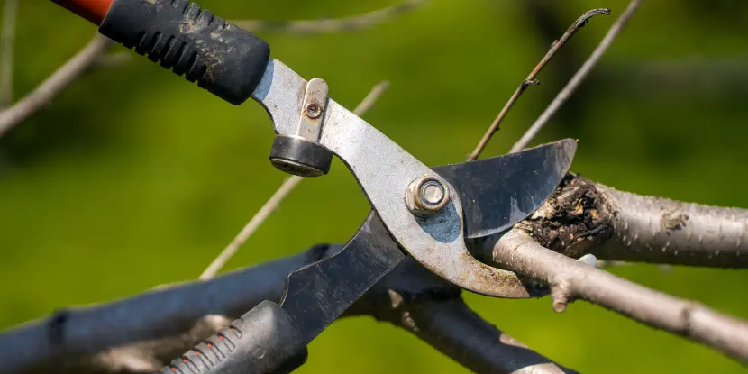 Loppers trimming a branch