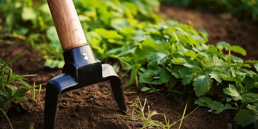 A stirrup hoe clearing weeds