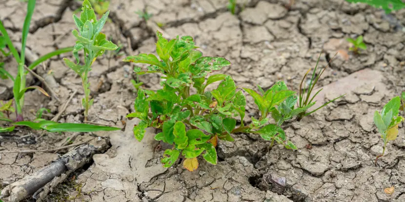 A garden with cracked an dry soil