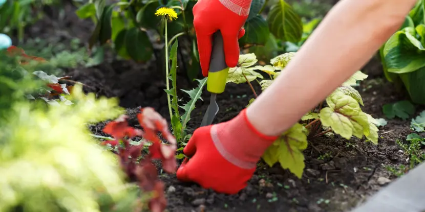 A gardener pulling weeds