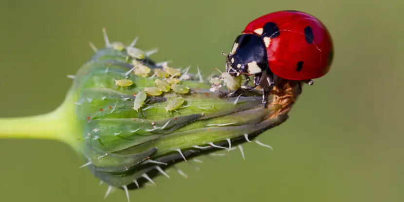 Ladybug eating aphids