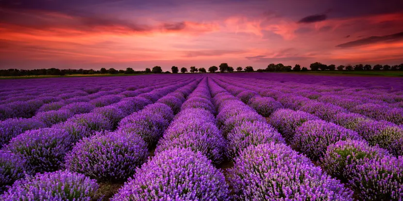 Commercially grown lavender plants