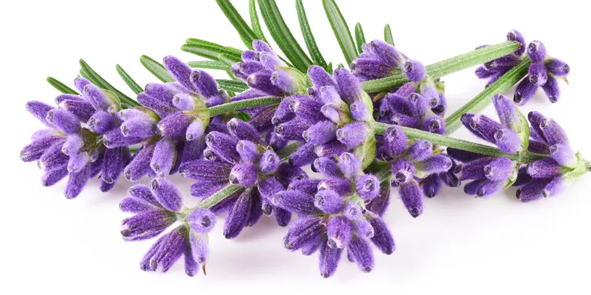 Close-up of lavender flowers