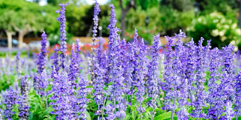 A lavender patch in the garden